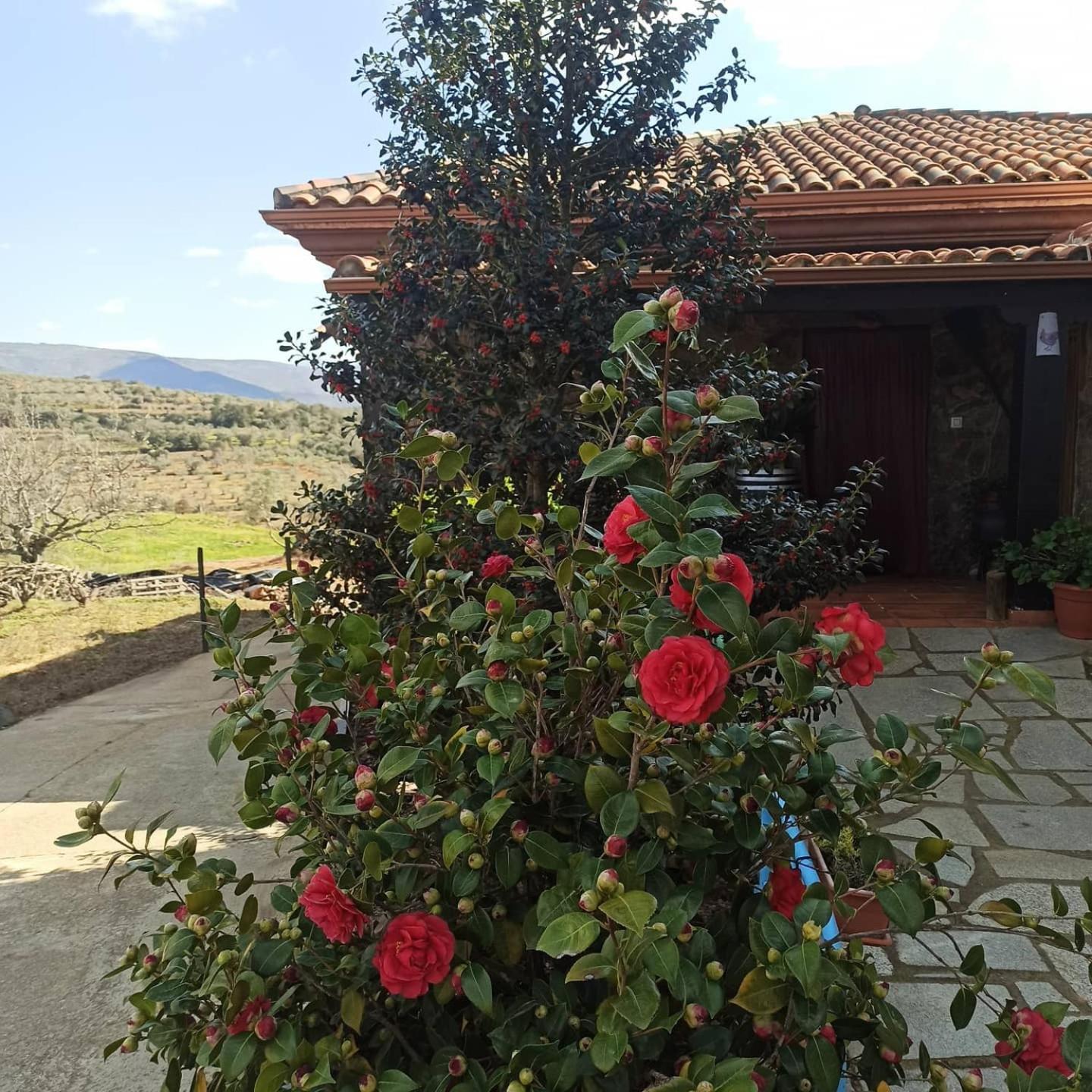 Casa Rural Los Olivos Sotoserrano Dış mekan fotoğraf